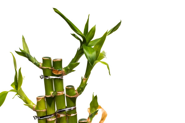 竹叶靠近，孤立在白色背景上图片下载