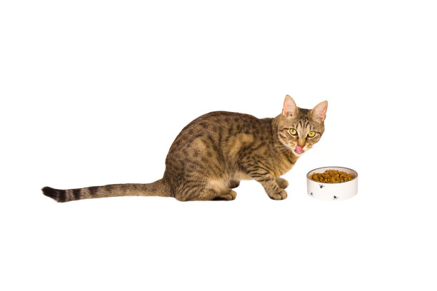 一只有斑点和条纹的猫在一盘干粮旁边舔着嘴唇。白色背景隔离。宠物食品，营养均衡，兽药，喂养良好，宠物满意。本空间图片下载