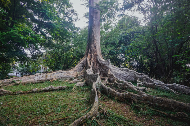 茂物植物园的扶壁根图片下载