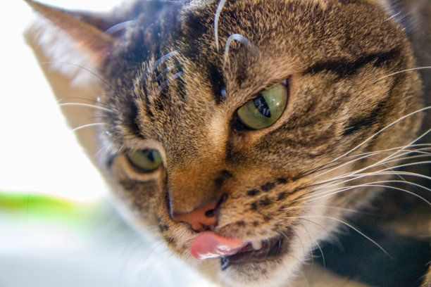 猫舔他的鼻子图片下载