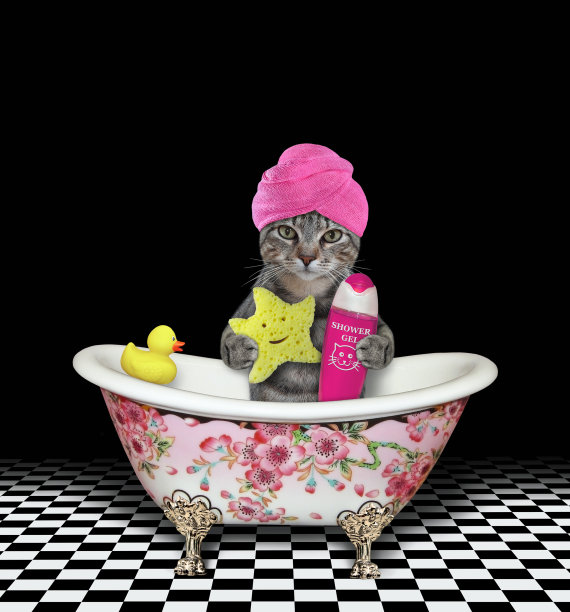 猫灰用海绵洗澡2个图片下载