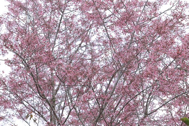 春天的桃花图片下载