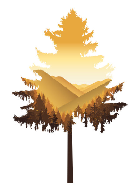 针叶树的剪影图片下载