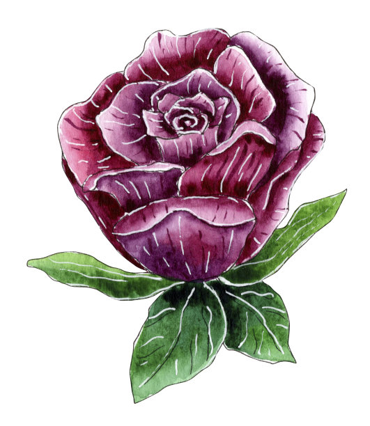 手绘水彩玫瑰孤立的白色背景。图片下载