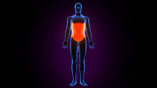 人体外斜腹肌三维图图片下载