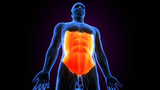 人体外斜腹肌三维图图片下载