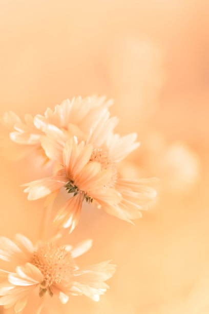 鲜花贺卡问候金色，节日的精致鲜花背景米黄色与桃色柔和的颜色与文本复制空间图片下载