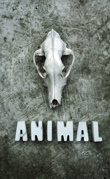 带头骨的“动物”这个词。图片下载