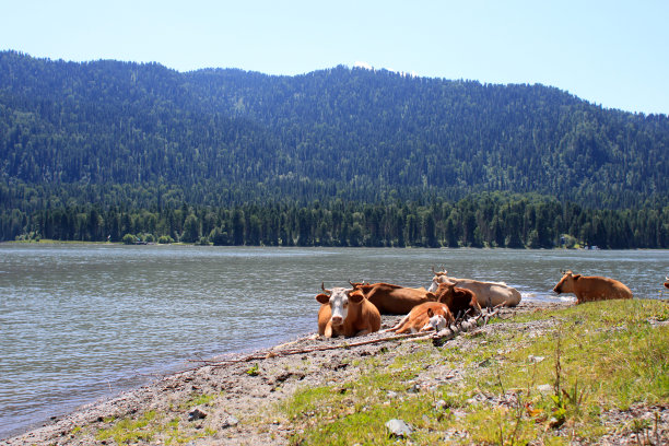 牛吃草。Awersome生态景观图片下载
