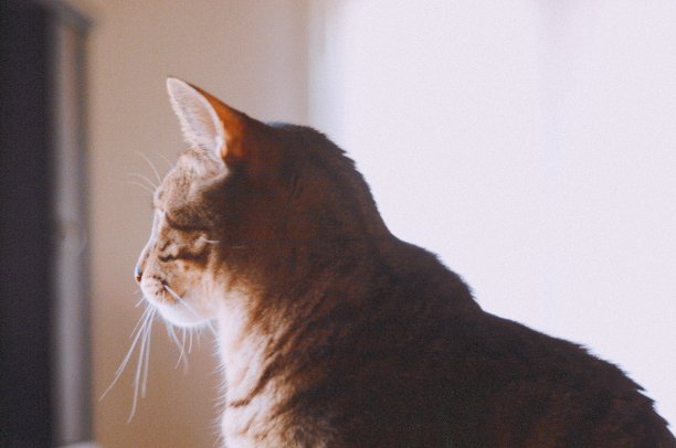 调查什么图片下载