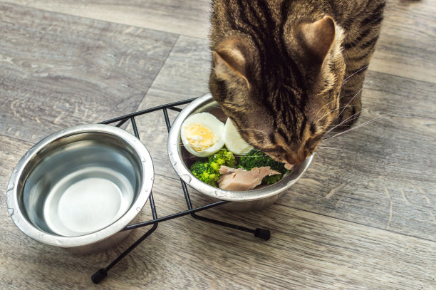 饥饿的猫吃新鲜的天然食物，猫粮和饮食概念图片下载