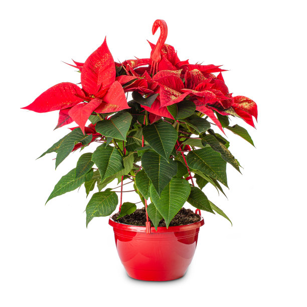 红色一品红花图片下载