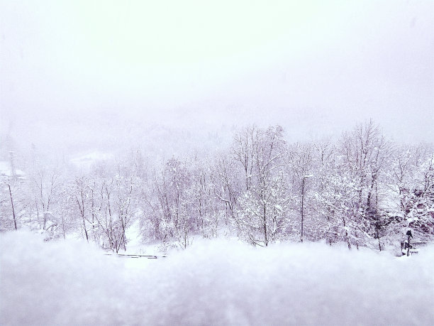 冬天的风景，白雪皑皑的树木图片下载