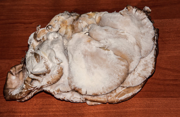 霉中的平菇。变质的食品。图片下载