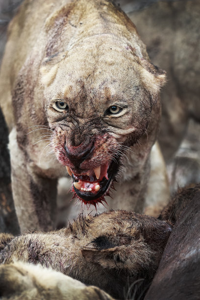 咆哮的狮子图片下载