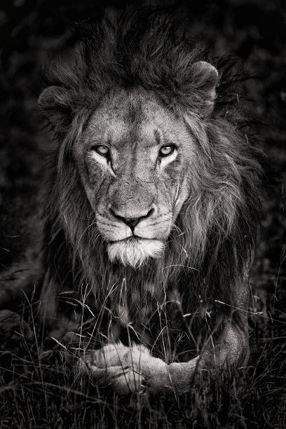 一只雄狮的肖像。图片下载