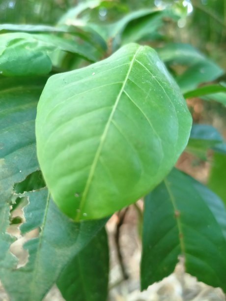 绿色植物叶图片下载