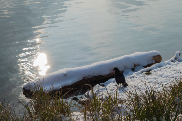 水里有雪的树干图片下载