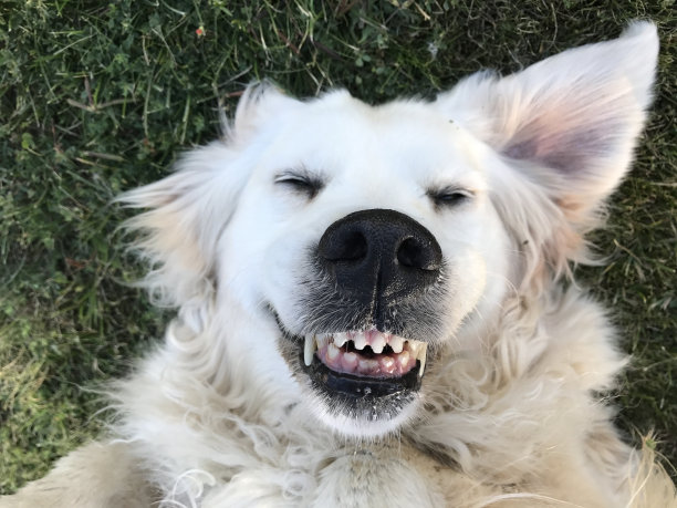 卡伊萨图片下载