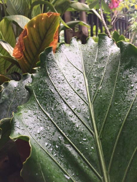 植物在花园图片下载