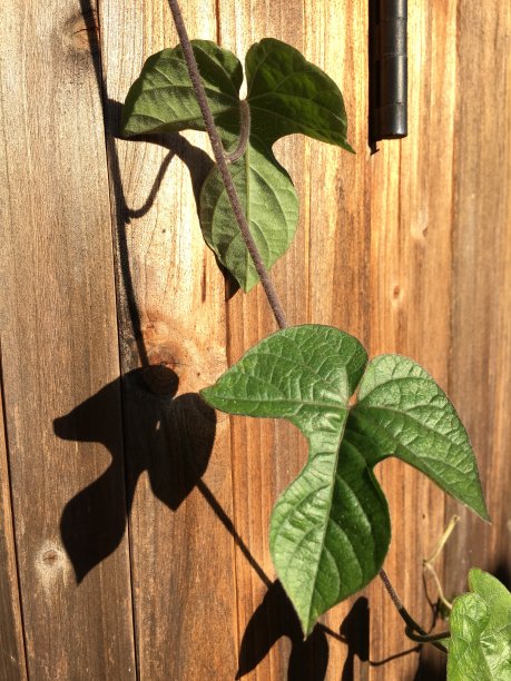 天使形状的树叶和影子图片下载