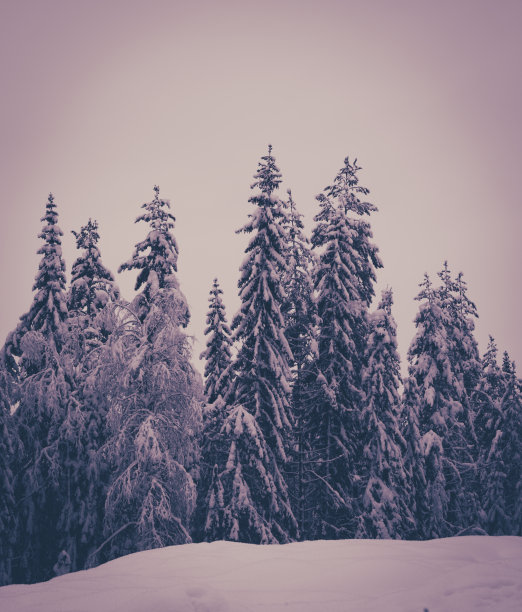 挪威云杉，降雪后的森林图片下载