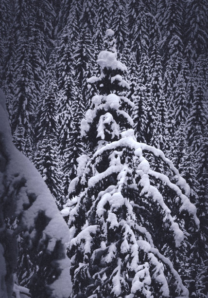 挪威云杉，降雪后的森林图片下载