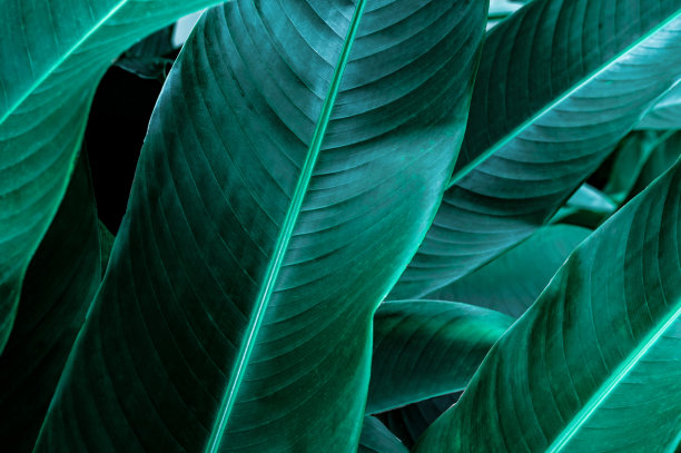 绿叶纹理图片下载