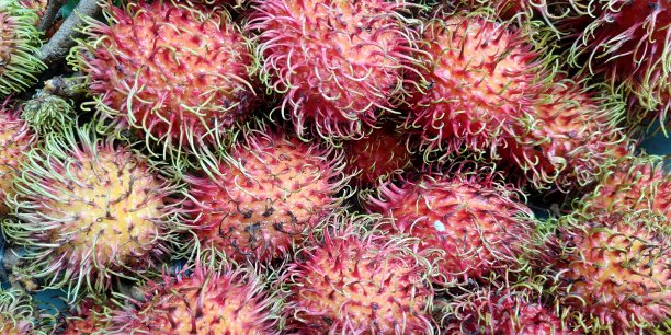 红毛丹图片下载