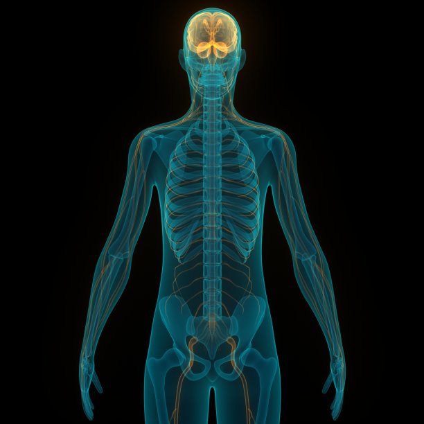 人脑神经系统的中枢器官图片下载