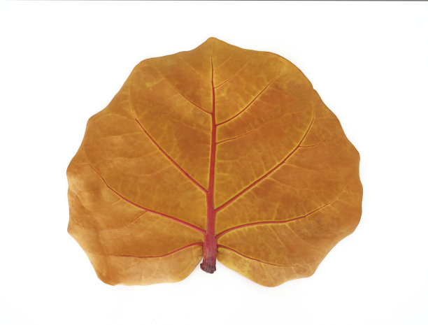 前视图的Uvero de Playa树赭色的叶子，典型的树的加勒比和热带地区，孤立在白色的背景。可可树，葡萄溪也近距离。图片下载