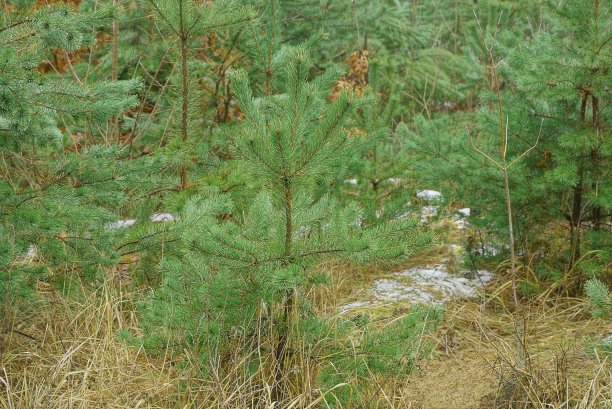 一种生长在干燥的灰色草丛中的小的绿色针叶松图片下载