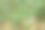 一种生长在干燥的灰色草丛中的小的绿色针叶松图片下载