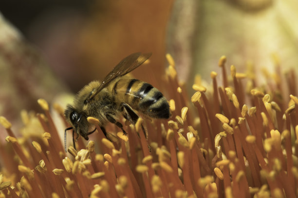 工蜂从本地花朵上采集花粉的宏图。图片下载
