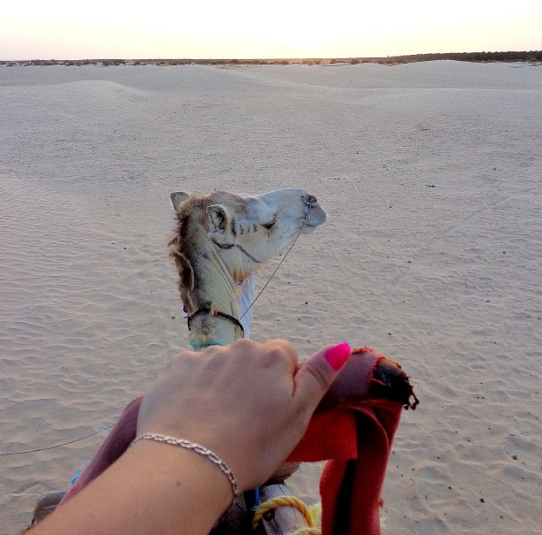 骑骆驼图片下载