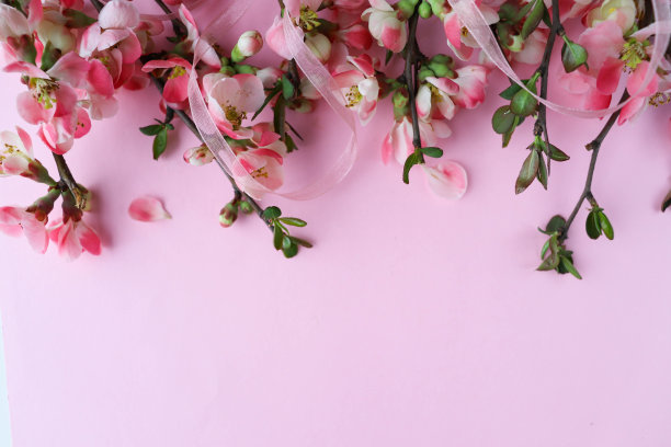 春天的作文。杜鹃花的花枝与空间为文图片下载