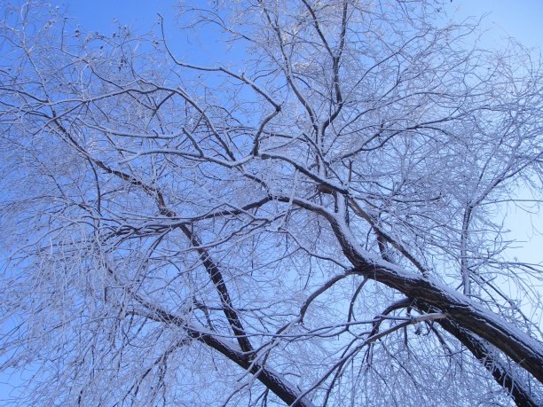 冬天，雪，树，冷，山水，自然图片下载
