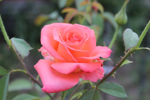 城市公园里的大朵粉红玫瑰。图片下载