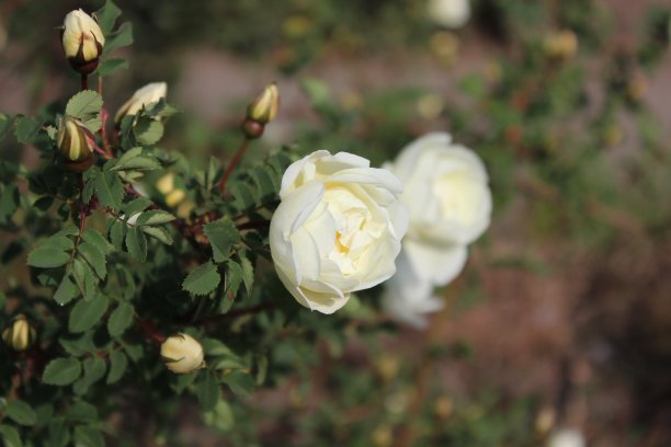 一株美丽的白茶玫瑰。图片下载