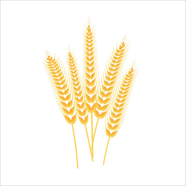 小麦小穗。整个茎。与谷物的小穗。图片下载