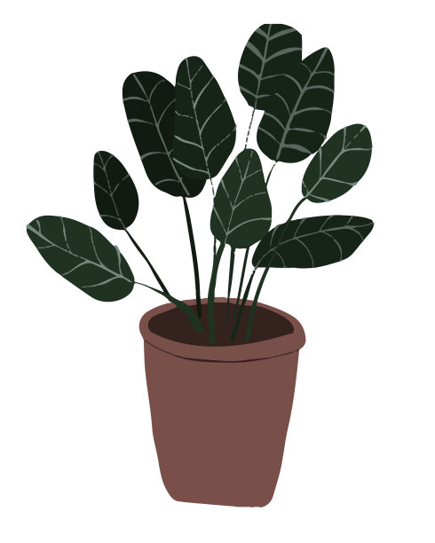 手绘波西米亚室内植物。斯堪的纳维亚风格插画，现代优雅的家居装饰。图片下载