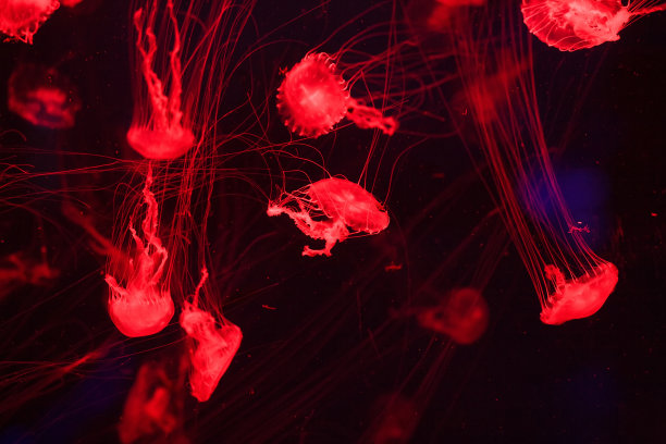 水母背景为日本海荨麻(Chrysaora pacifica)有毒水母。红色霓虹灯辉光效果图片下载