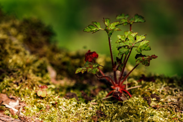 微距拍摄的附生植物在一个苔藓覆盖的树干在受保护的森林图片下载