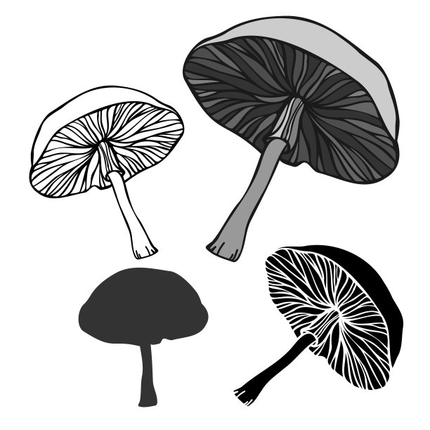 孤立的黑白抽象设计图片下载