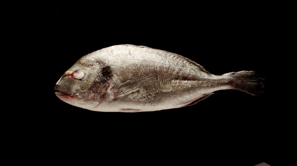 在一个黑色的桌子上冷冻的整条剑鱼，俯视图图片下载