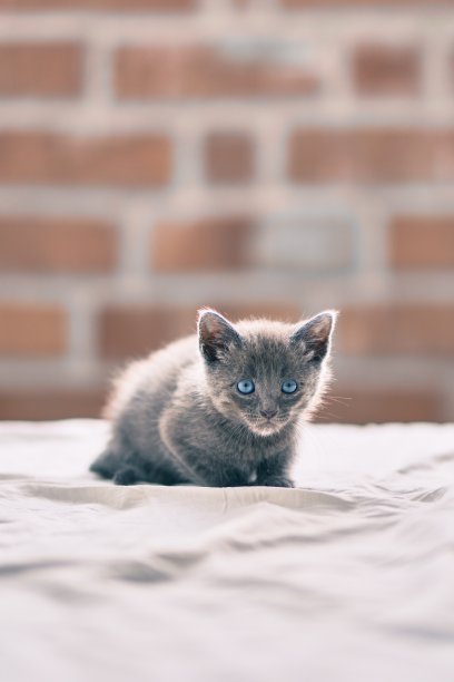 可爱的灰猫躺在床上。图片下载