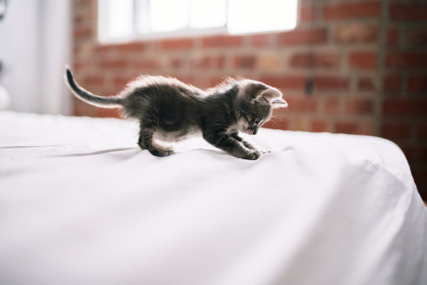 美丽可爱的毛茸茸的灰色小猫咪在一个阳光明媚的日子里在床上玩耍图片下载