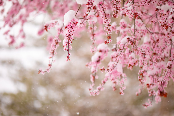 初春的时候，树枝和鲜花被雪覆盖了图片下载