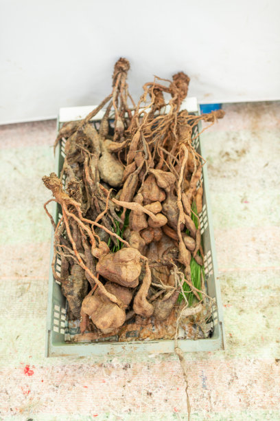 市场中草药VH538图片下载