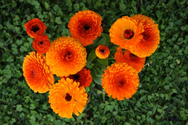 一组充满活力的金盏花图片下载